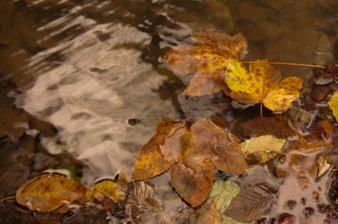 24. oktober - foto povečava