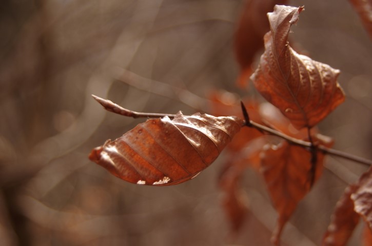 16. januar 2019 - v naravi - foto povečava