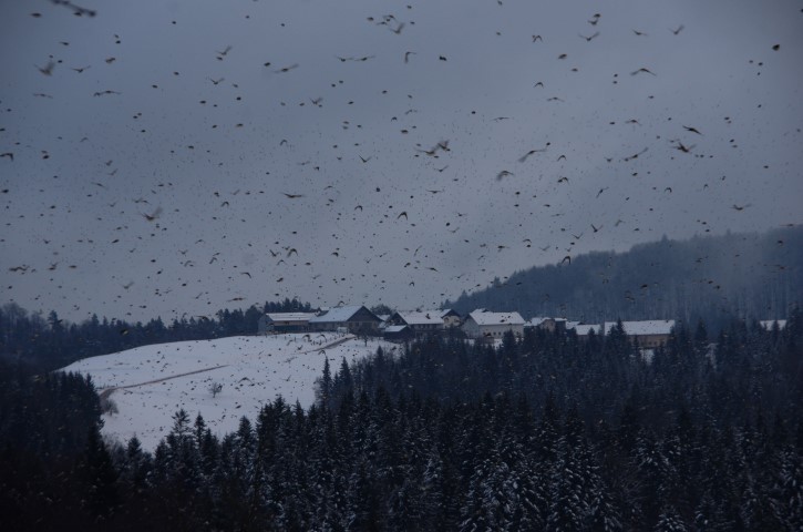 29. januar 2019 pinože .... pinože.... - foto povečava