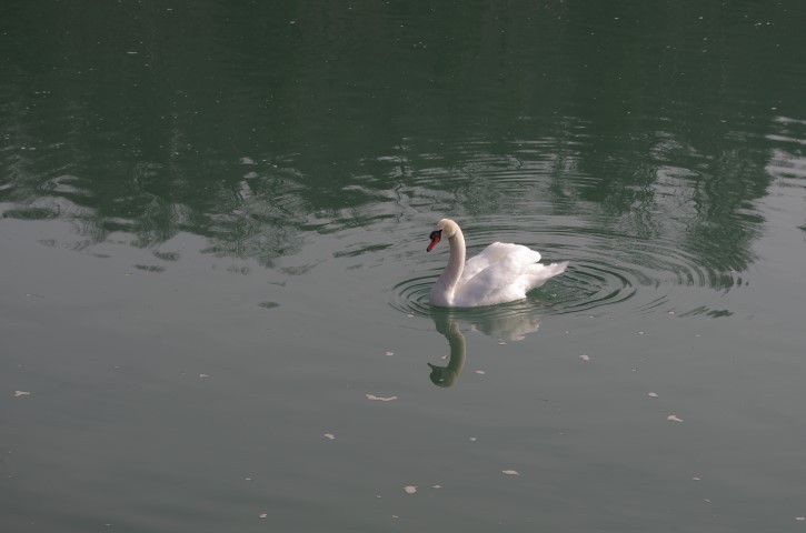 20. februar 2019 - foto povečava