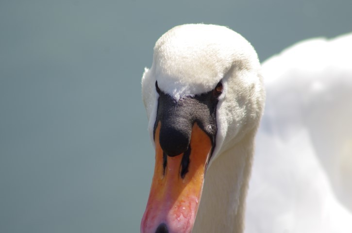 20. februar 2019 - foto povečava