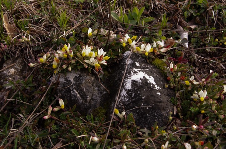 10. april. 2019 - foto povečava