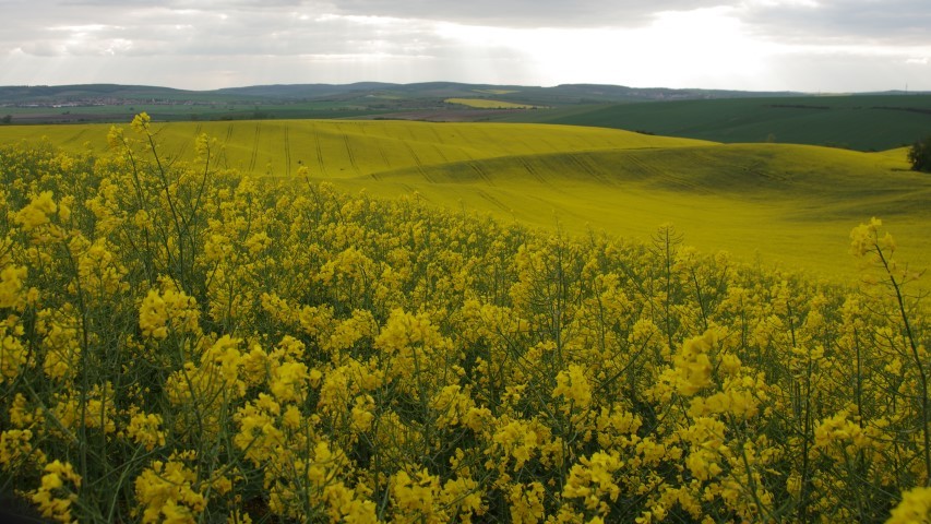 6. maj 2019 - foto povečava