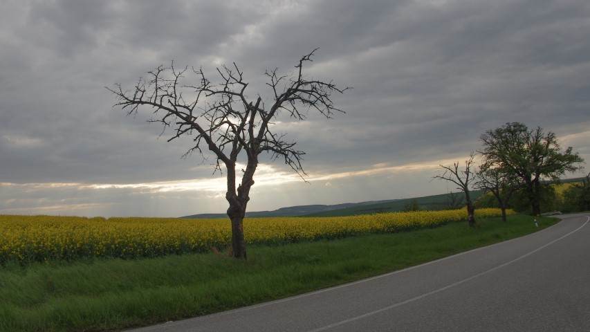 6. maj 2019 - foto povečava