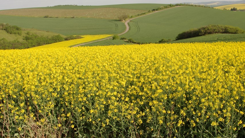 7. maj 2019 - foto povečava