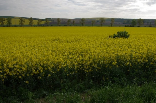 7. maj 2019 - foto
