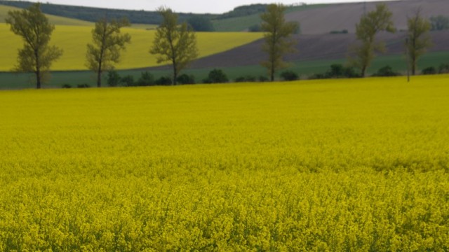 7. maj 2019 - foto