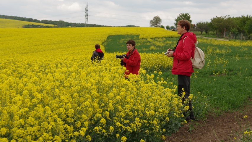 7. maj 2019 - foto povečava