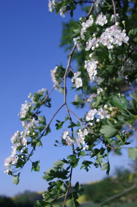 8. maj 2019 - foto