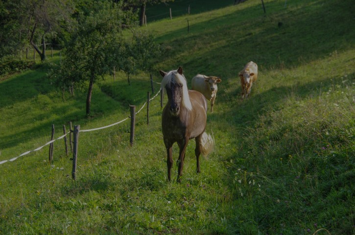 31. julij 2019 - foto povečava