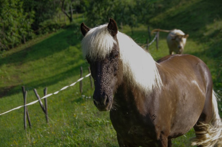 31. julij 2019 - foto povečava