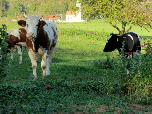 28. oktober 2019 - foto povečava