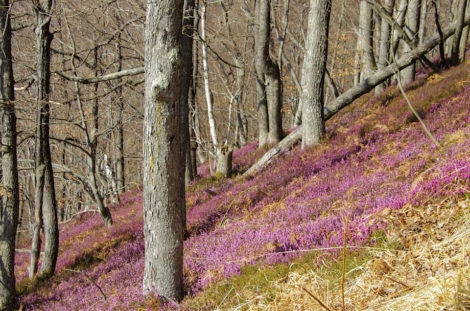 19. februar 2020 - foto povečava