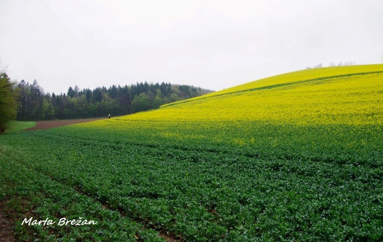 28. april 2021 - foto povečava