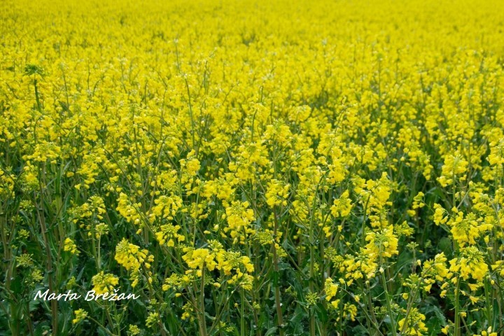 28. april 2021 - foto povečava