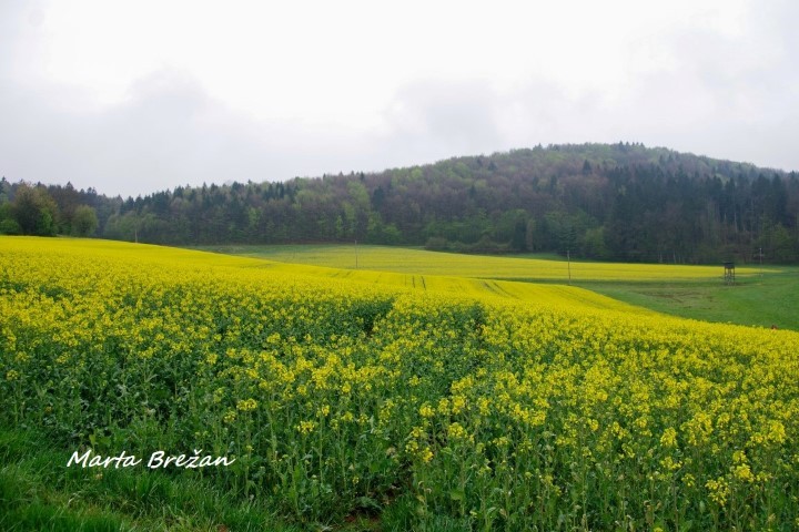 28. april 2021 - foto povečava