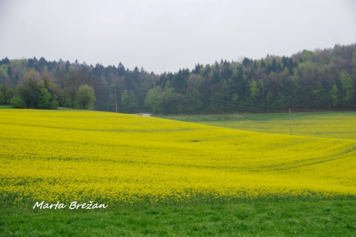 28. april 2021 - foto povečava