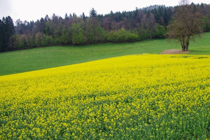 28. april 2021 - foto povečava