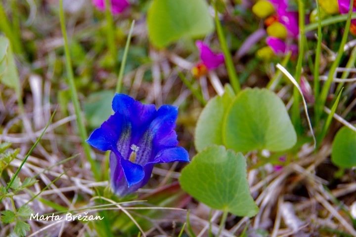 5. MAJ 2021 - foto povečava