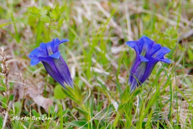 5. MAJ 2021 - foto