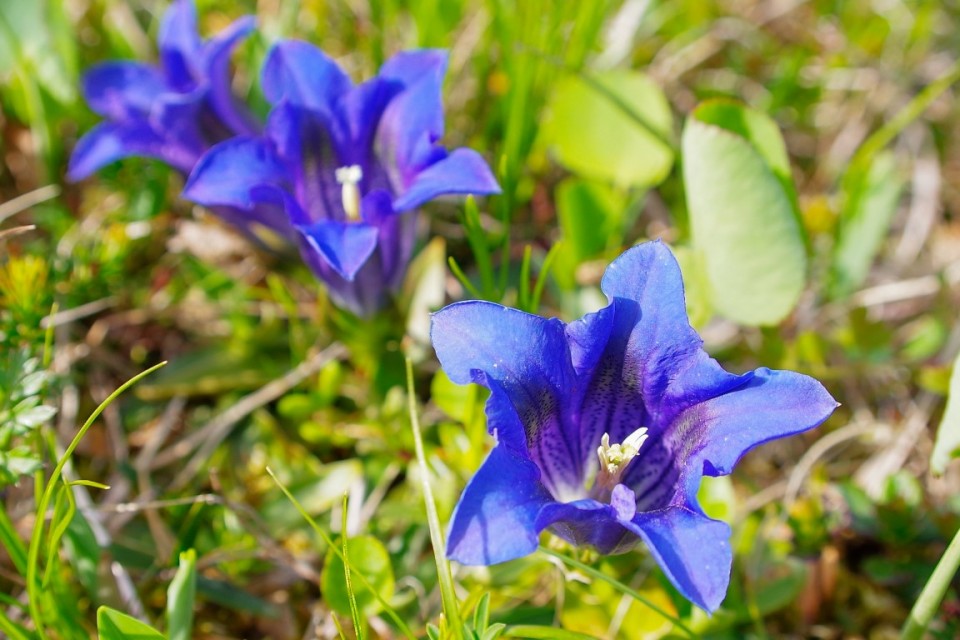 5. MAJ 2021 - foto povečava