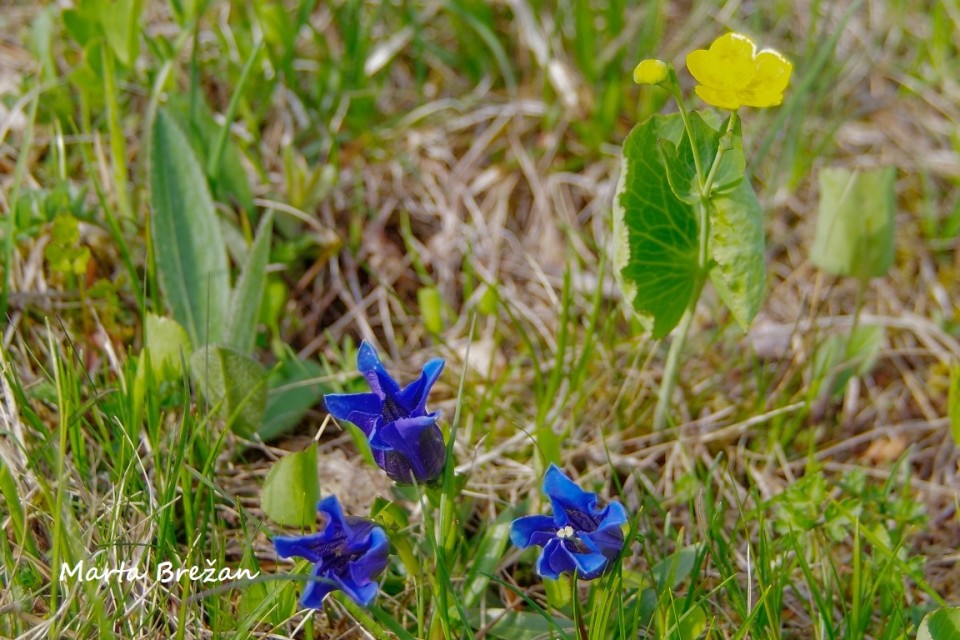 5. MAJ 2021 - foto povečava