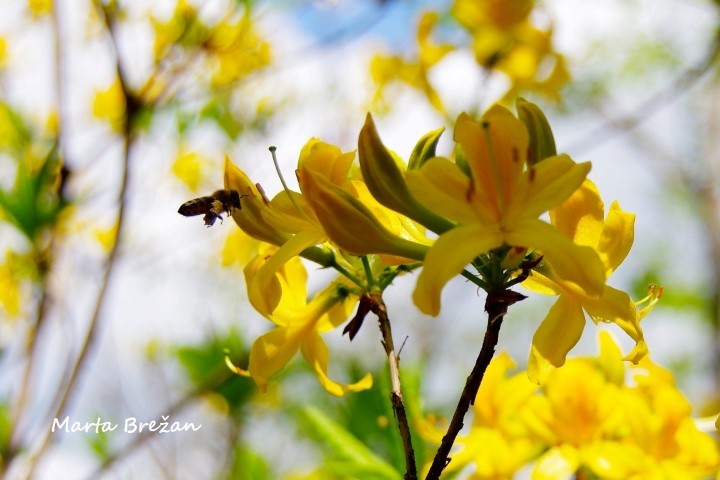 5. MAJ 2021, AZALEJA - foto povečava