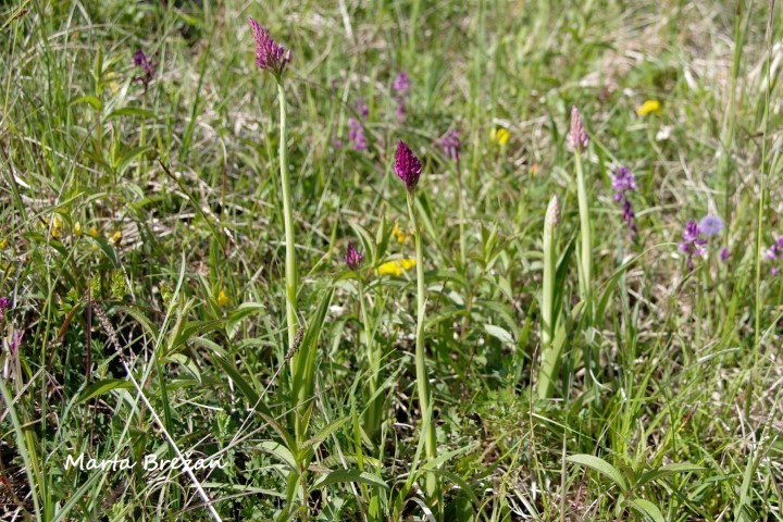8. MAJ 2021 - foto povečava