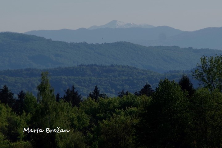 8. MAJ 2021 - foto povečava