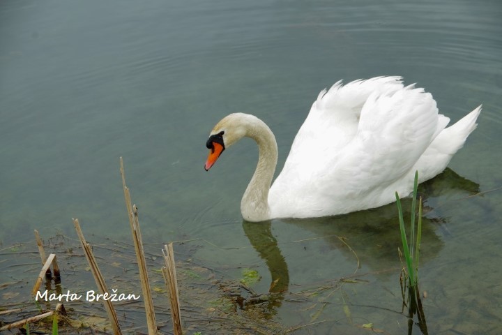 12. MAJ 2021 - foto povečava