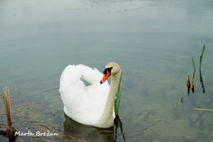 12. MAJ 2021 - foto povečava