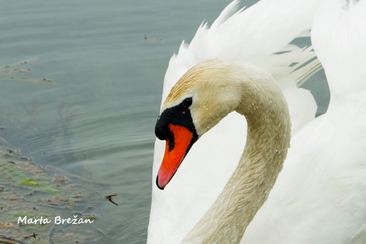 12. MAJ 2021 - foto povečava