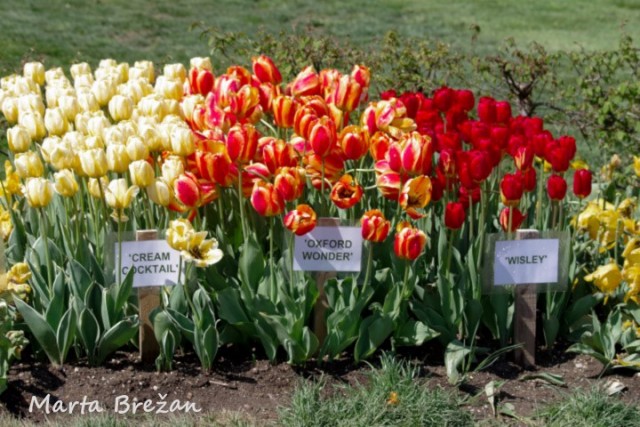 28. april 2022 - foto