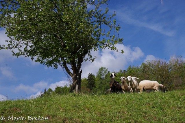 16. maj 2024 - foto