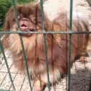 Odie