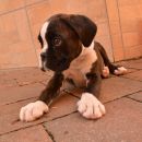 Maxi