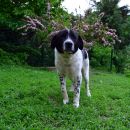 Pongo