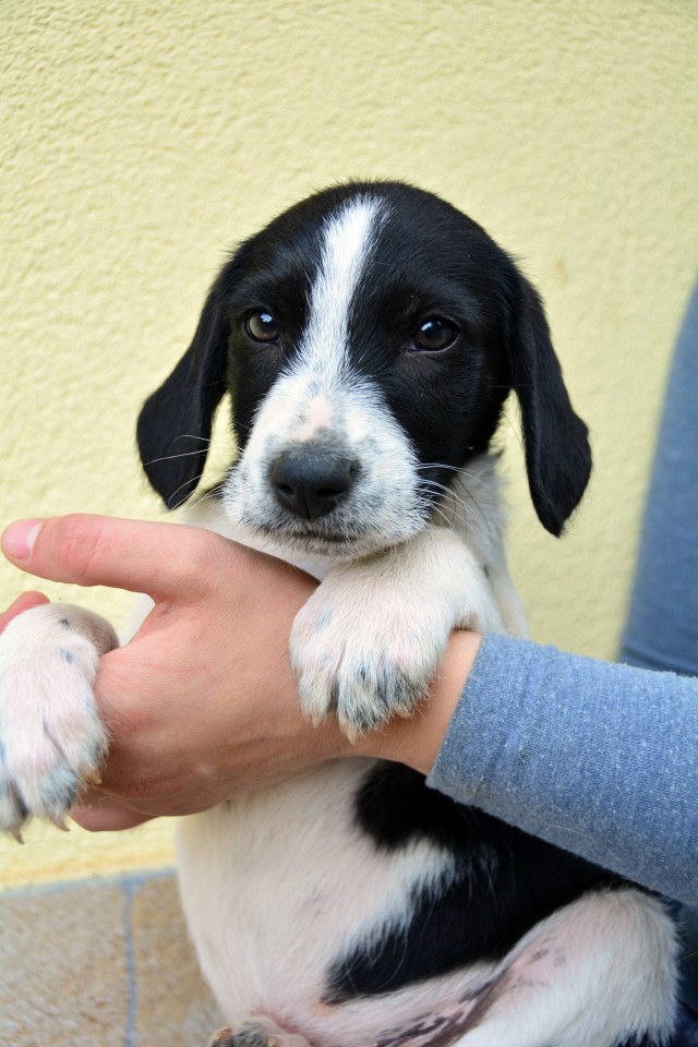 Pepper - foto povečava