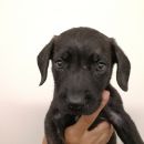 Fonzi