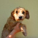Benji