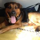 Rosco