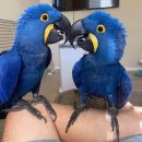 Na voljo papige Hyacinth Macaw