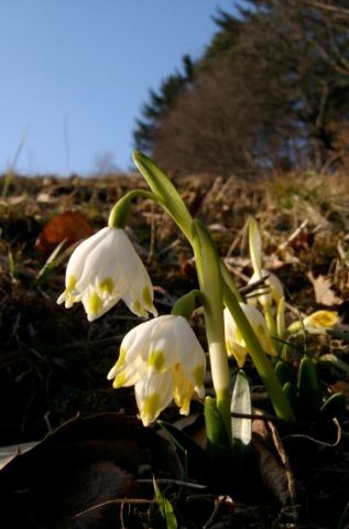 Pomlad in Loni - foto povečava