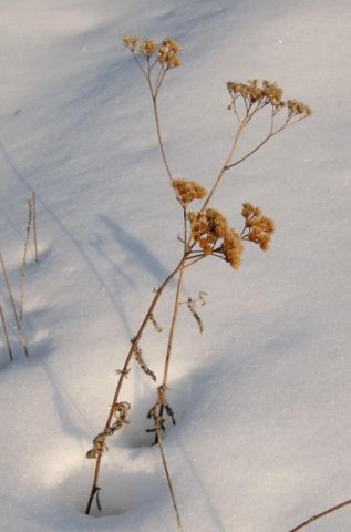 Pomlad in Loni - foto povečava