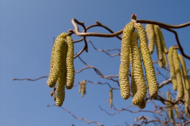 Pomlad in Loni - foto povečava