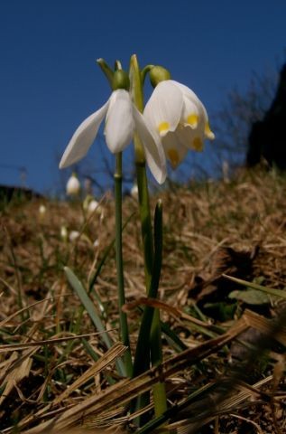 Pomlad in Loni - foto povečava