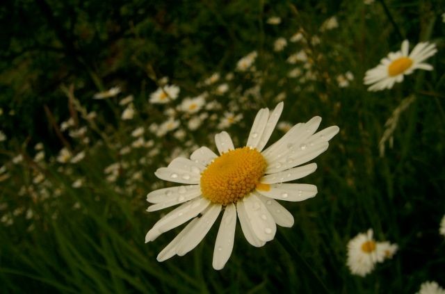 Med pomladjo in poletjem... - foto