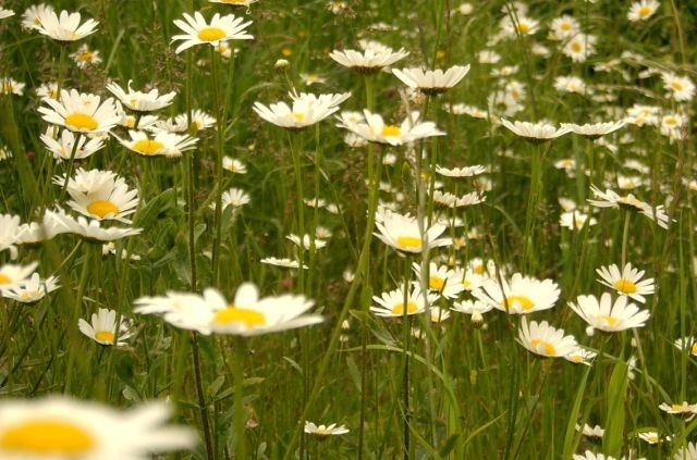 Med pomladjo in poletjem... - foto povečava