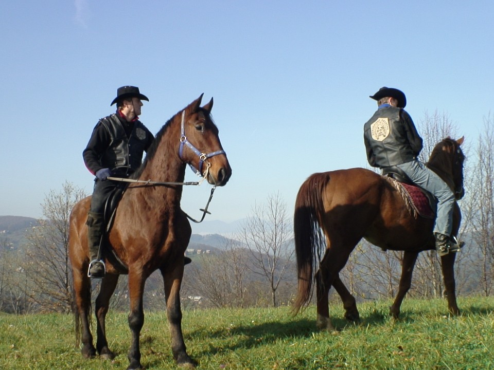 KONJI  B G 16.11.2008 - foto povečava