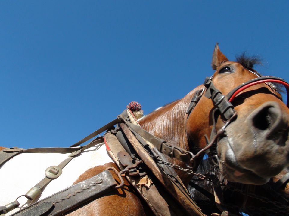 MLAJ 2012 - foto povečava